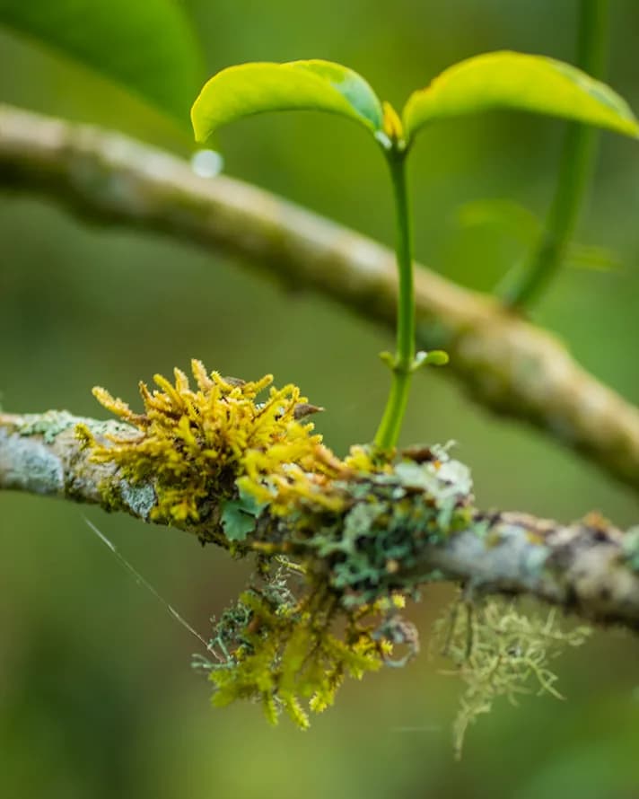 Parasitic Shrubs  A Silent Threat to Coffee Trees