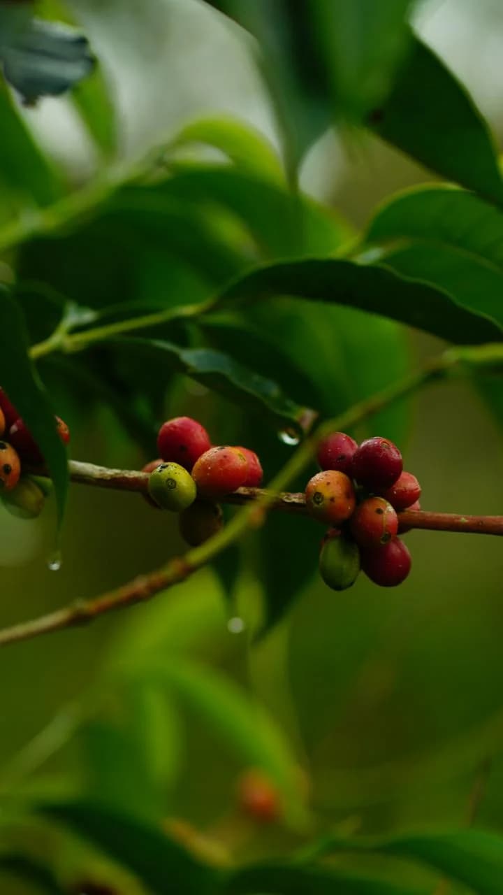 Coffee Cherry Health