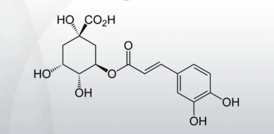 Chlorogenic Acid in Coffee