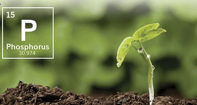 THE COMING PHOSPHORUS WAR IN COFFEE